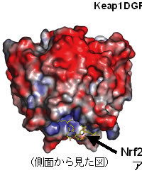図２　Keap1のDGRドメインとNrf2部分アミノ酸の複合体構造 側面から見た図