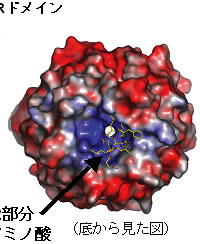 図２　Keap1のDGRドメインとNrf2部分アミノ酸の複合体構造 底から見た図