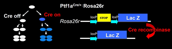 図２：Genetic lineage tracing