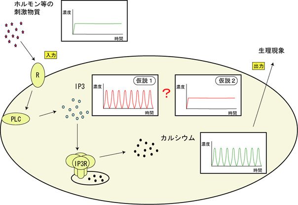 (図2)これまでに予測されていたカルシウム振動の生成メカニズム