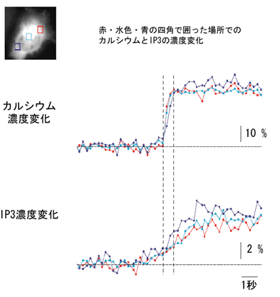 （図４）急激なカルシウム濃度上昇とIP3濃度変動