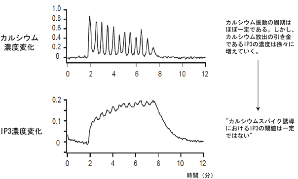 （図５）カルシウム振動時のIP3濃度変動