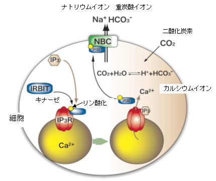 図３　NBC活性化の仕組み