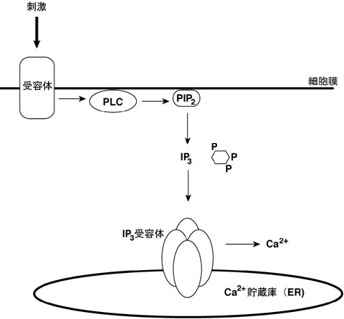 図１　IP3-カルシウム情報伝達系