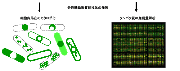 図１ 分裂酵母のオーフィオーム解析