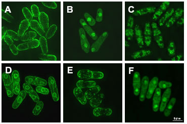 図２ 「ローカリゾーム」；分裂酵母の細胞内局在カタログの例