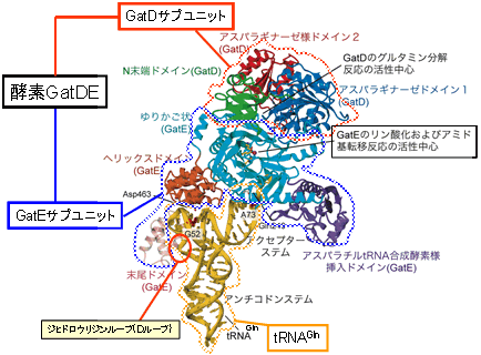 図2．GatDEとtRNAGlnの複合体の立体構造