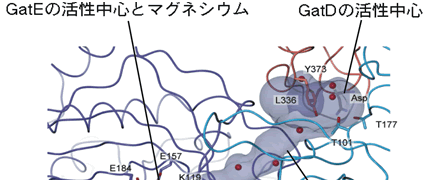 図3．アンモニア分子の通る分子トンネル