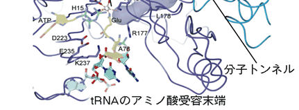 図3．アンモニア分子の通る分子トンネル