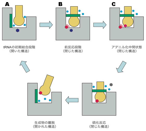 図２