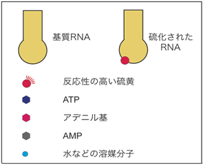 図２