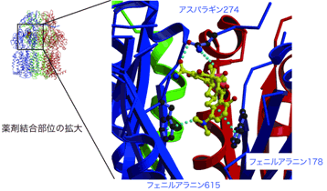 図２ 薬剤の認識部位の立体構造と模式図