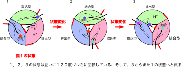 図３ 細胞の持つ薬剤排出機構の作動機構概念図
