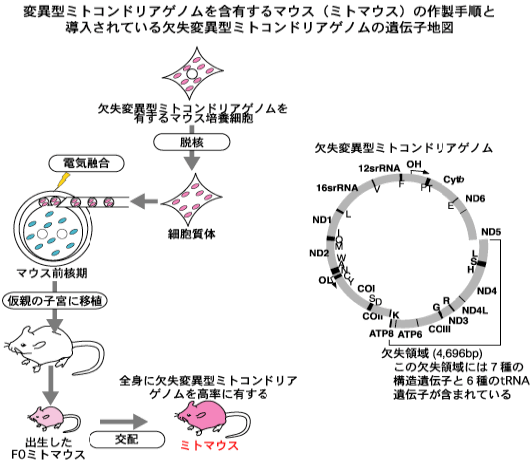図1 変異型ミトコンドリアゲノムを含有するマウス(ミトマウス)の作製手順と導入されている欠失変異型ミトコンドリアゲノムの遺伝子地図
