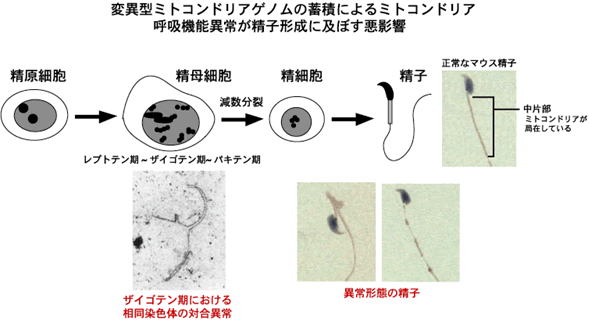 図４　変異型ミトコンドリアゲノムの蓄積によるミトコンドリア呼吸機能異常が精子形成に及ぼす悪影響