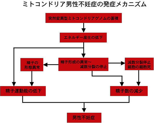 図５　ミトコンドリア男性不妊症の発症メカニズム