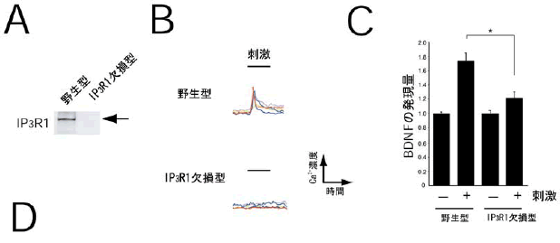 図４ 顆粒細胞にIP３R1 が発現し、細胞内カルシウム貯蔵庫からカルシウムを放出する