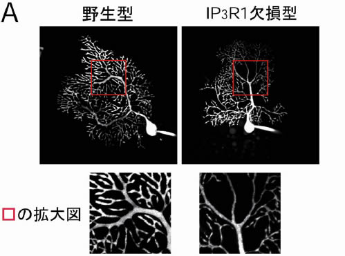 図５ 野生型とIP３R1 欠損型マウスのプルキンエ細胞の生体内での形態