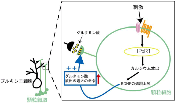 図６ 今回の研究で予想されるIP３R1 を介したプルキンエ細胞の樹状突起の形成制御