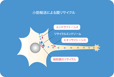 図１　神経突起形成のメカニズム