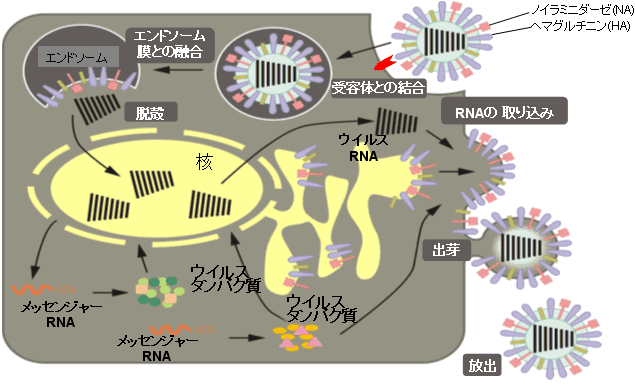 図１.　A型インフルエンザウイルスの感染サイクル