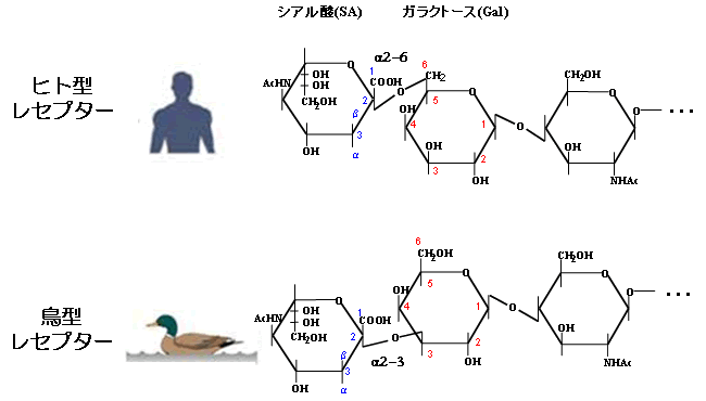図2(a)インフルエンザウイルスのレセプター構造の違い