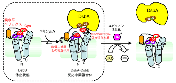 図３