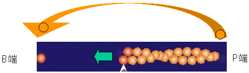 図１　細胞内での重合、脱重合によるアクチン分子の流れ