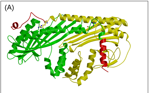 図３　Capping Proteinの結晶構造