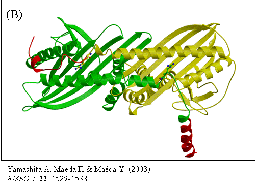 図３　Capping Proteinの結晶構造