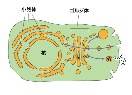 図１