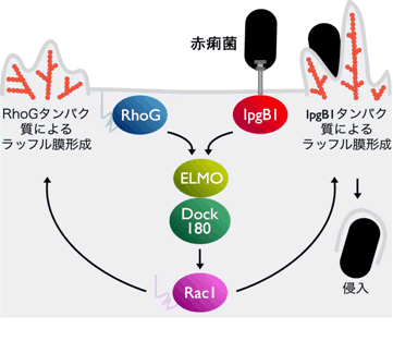 図４