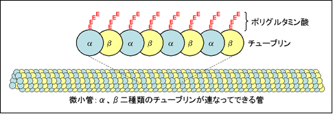 図２