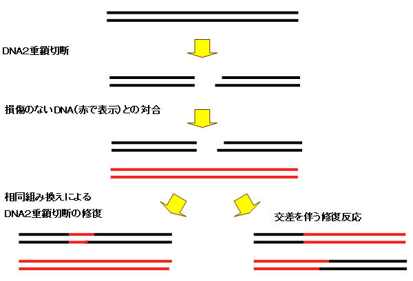 図２