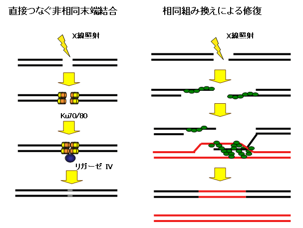 図３