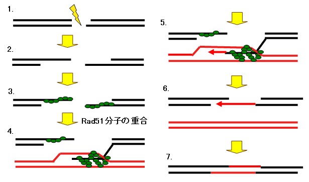 図４