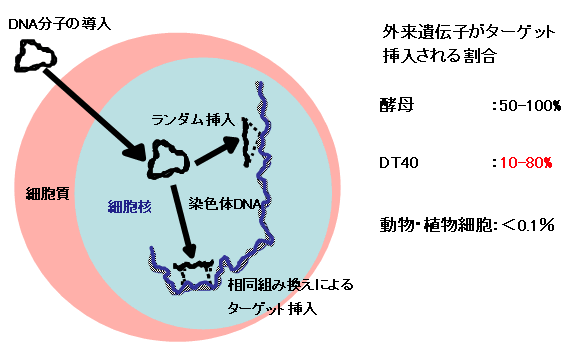 図５