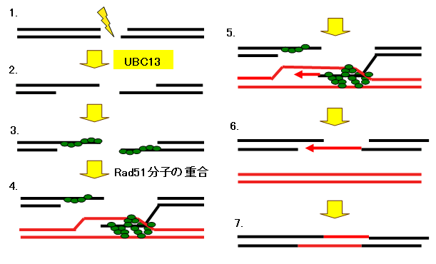 図７