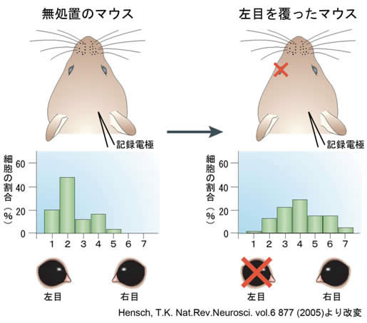 図１　「臨界期」における視覚野の神経回路網再構築