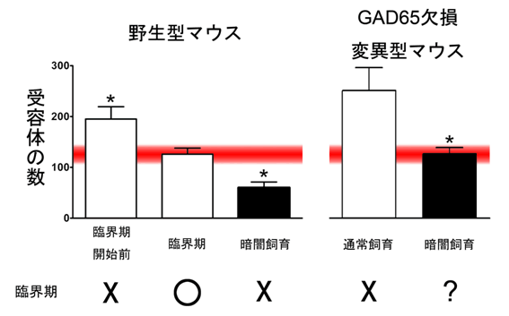 図５　臨界期開始時に最適な受容体の数