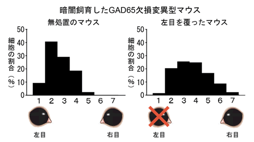 図６　GAD65欠損変異型マウスの暗闇飼育による臨界期正常化