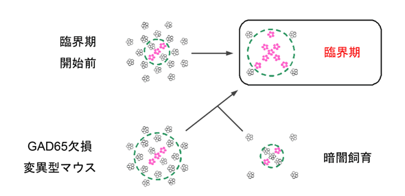 図７　本研究の結果から推測された、臨界期開始における受容体のダイナミックな変化