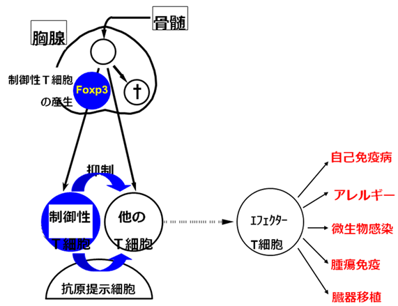 図１