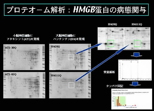 図１　核タンパク質のプロテオーム解析