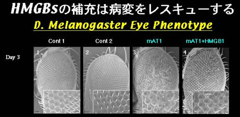 図２　ショウジョウバエ複眼の視神経細胞を変性させた場合