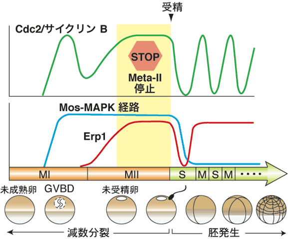 図1.アフリカツメガエル卵の減数分裂期および受精後におけるCdc2/サイクリンB複合体、Mos-MAPK経路、Erp1の発現パターン