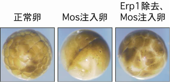 図２．Mosの注入による卵の分裂停止とその停止へのErp1の必要性