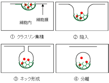 図１　クラスリン依存性エンドサイトーシスの模式図