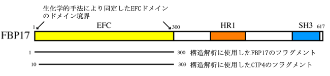 図2　FBP17のドメイン構造