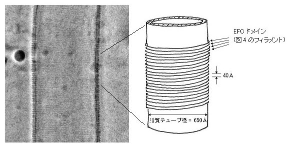 図5　EFCドメインによりチューブ化された脂質膜の位相差低温電子顕微鏡像とその模式図